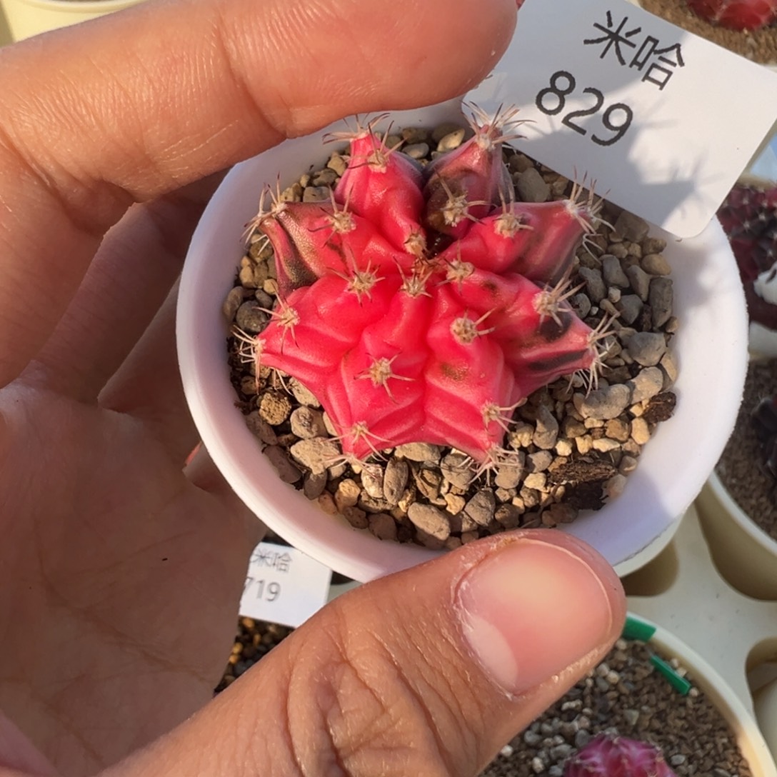 829 好看的米哈冲冲冲