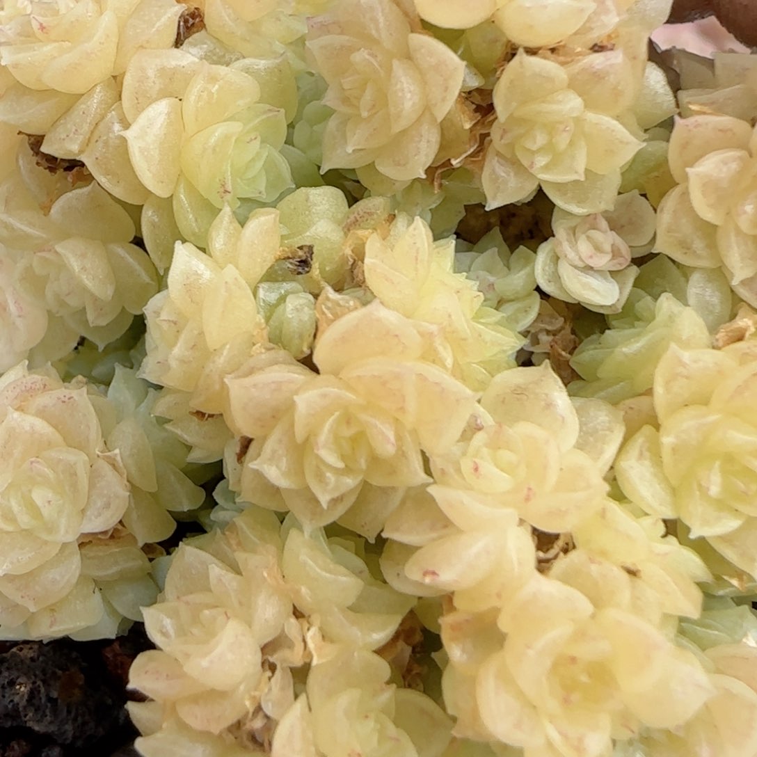 ?****?【闪购商品】0208-111优选麦杆