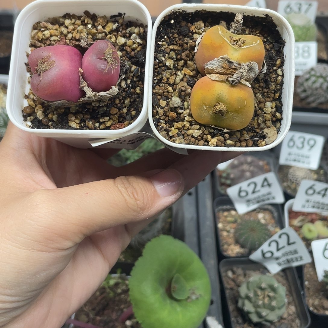 644两盆双头毛植物