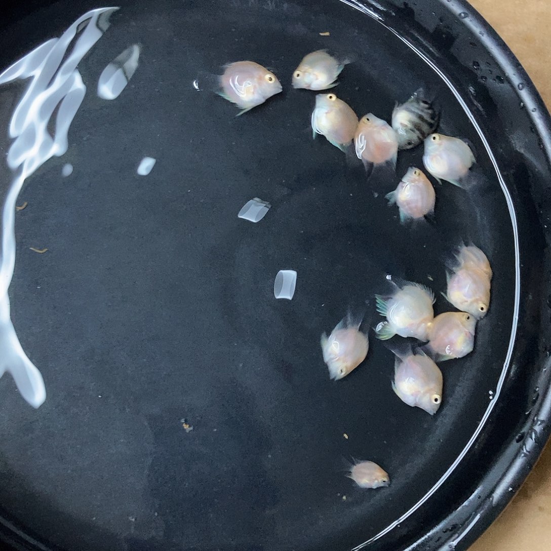 鹦鹉鱼胭脂苗一盘