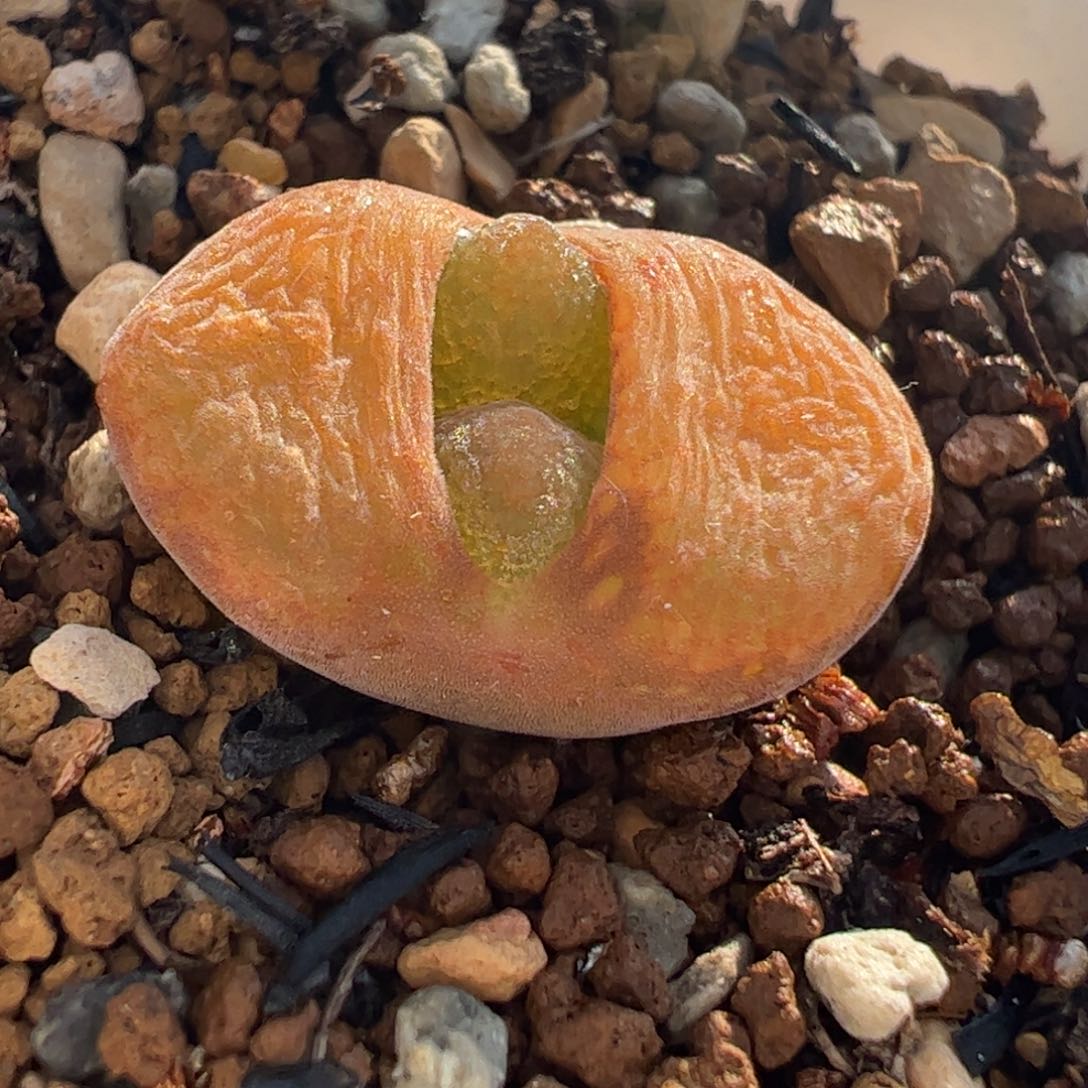 蛋糕风铃多肉植物百科