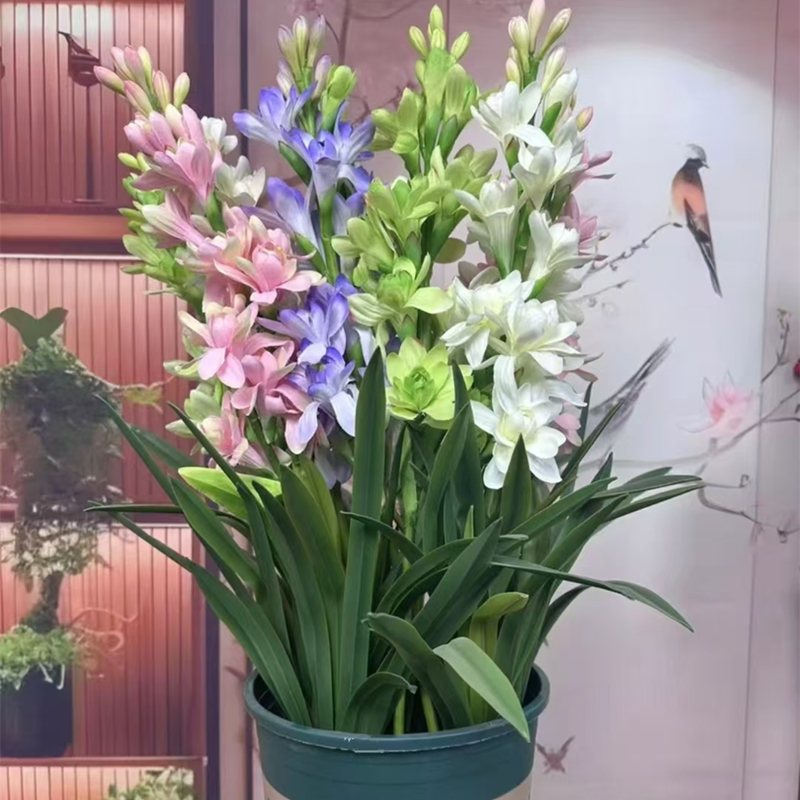 4号种球发货【重瓣晚香玉】〖40-50芽〗盆栽花卉庭院阳台客厅常年开花