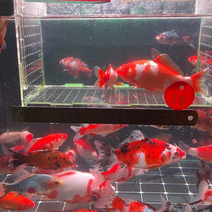 金鱼包邮12345678