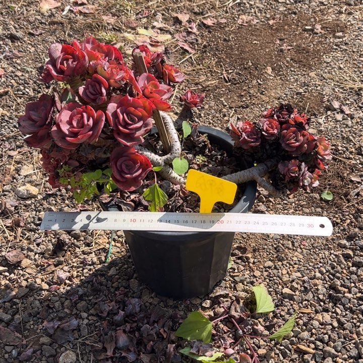 秀妍多肉植物6 9 6