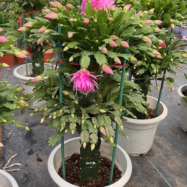 两层蟹爪兰尾号7289