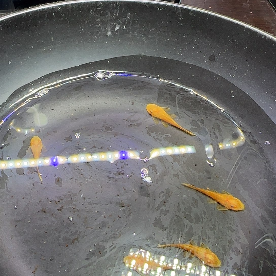 孔雀鱼黄金胡子六条