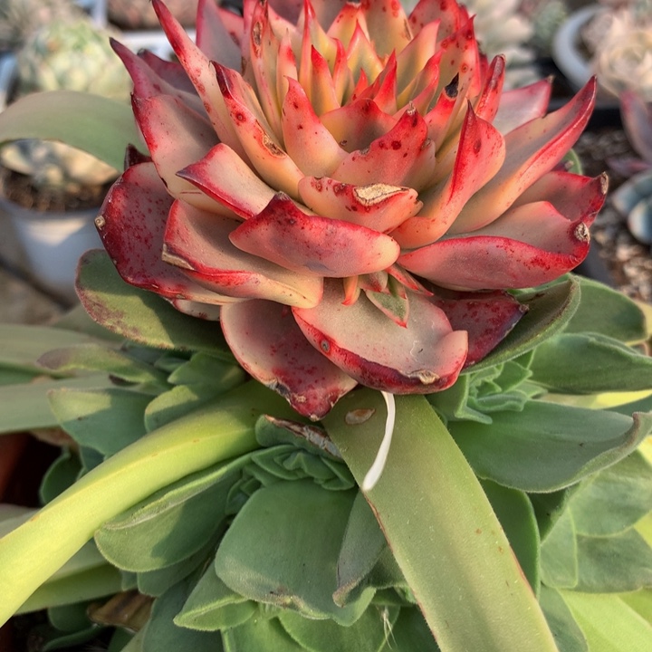 咿*吉赛尔锦锦上园艺一物一拍