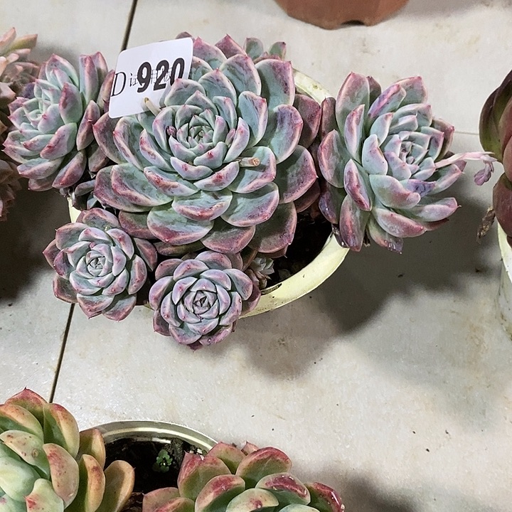 敏***姐920阿尔巴佳人多肉植物