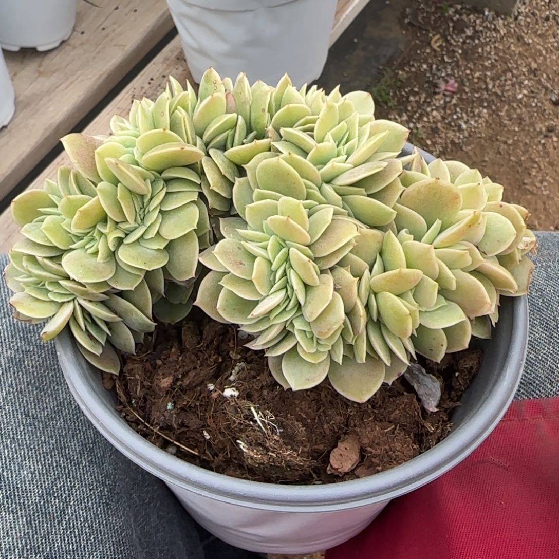 星纳塔缀化五十包邮