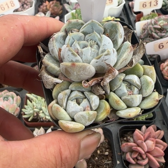 606粉兔一物一拍多肉