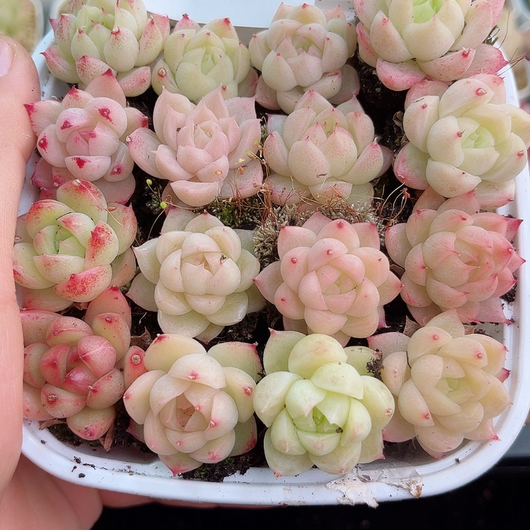 1-363 新疆西藏内蒙不发12.8包邮2-3公分多肉