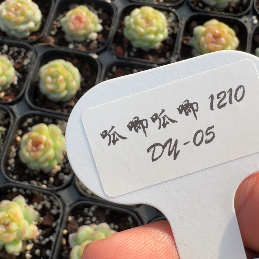 1210-5-李李配框链接