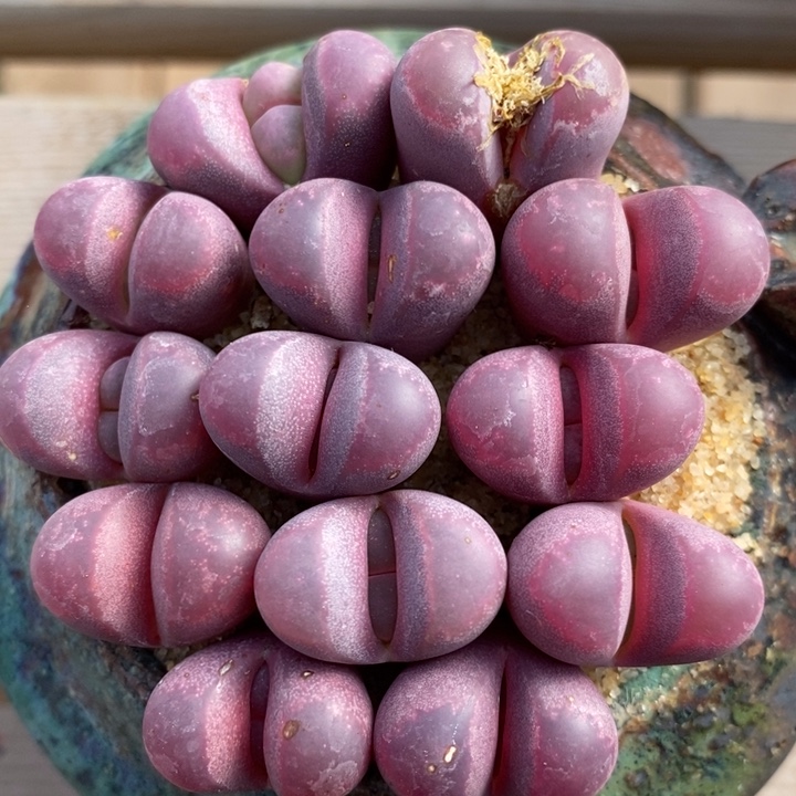 红大内1份30颗包邮