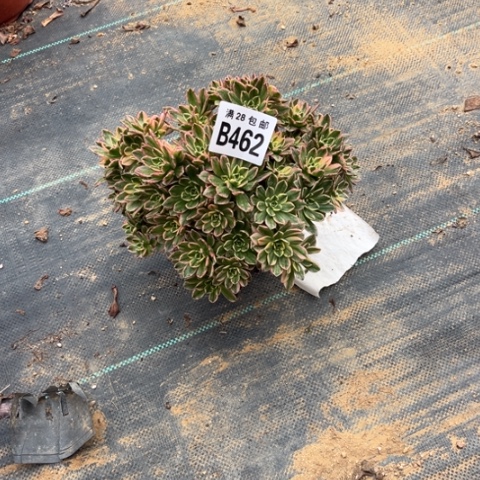 462甜茶不包断枝