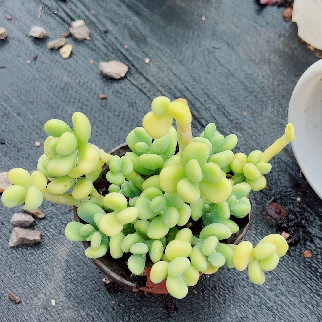 香蕉树 多头群生 