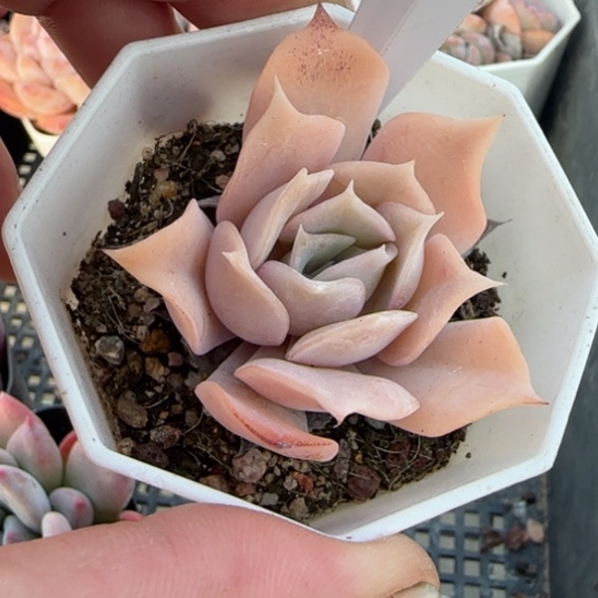 167 一物一拍多肉