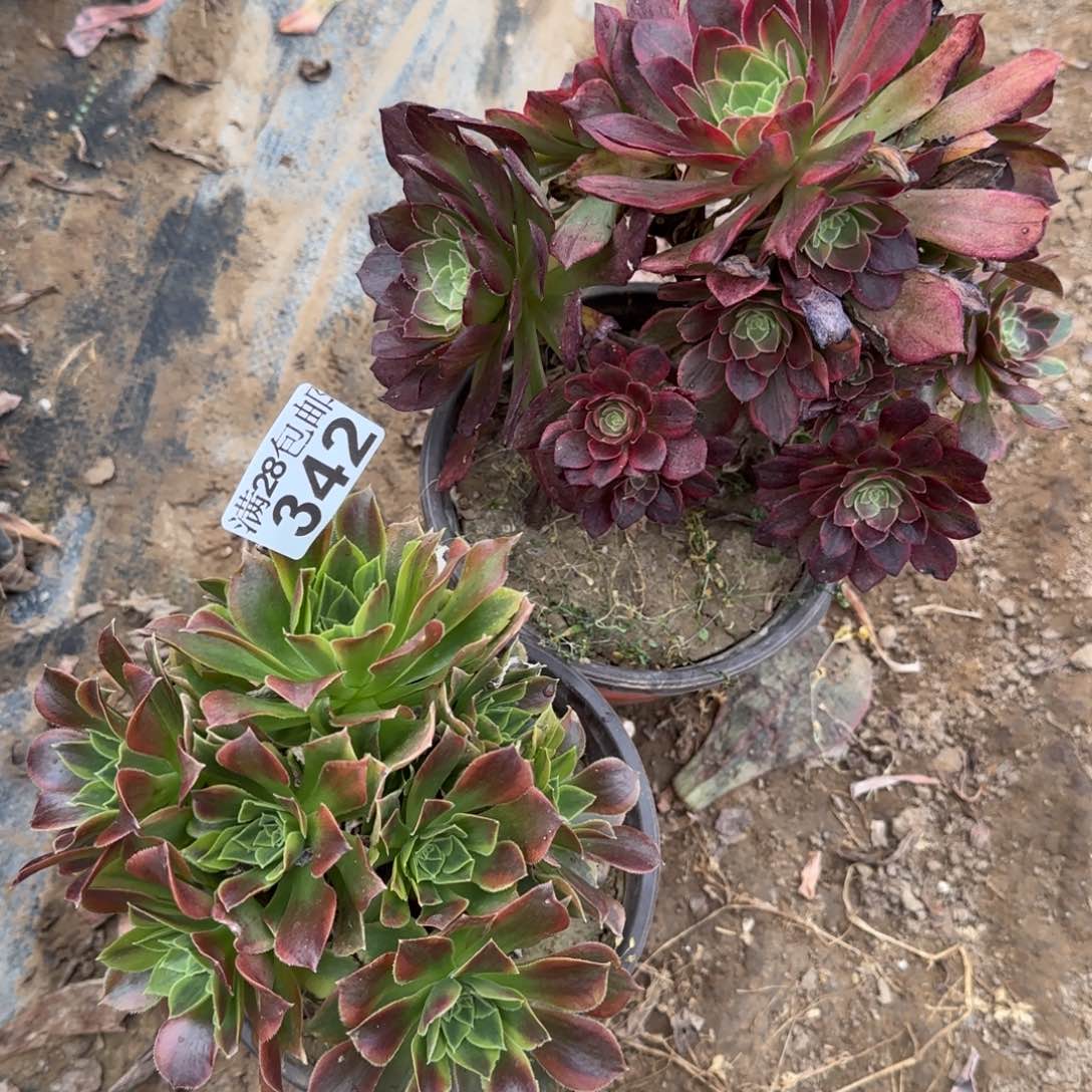 多肉341+342满28包邮断枝不包