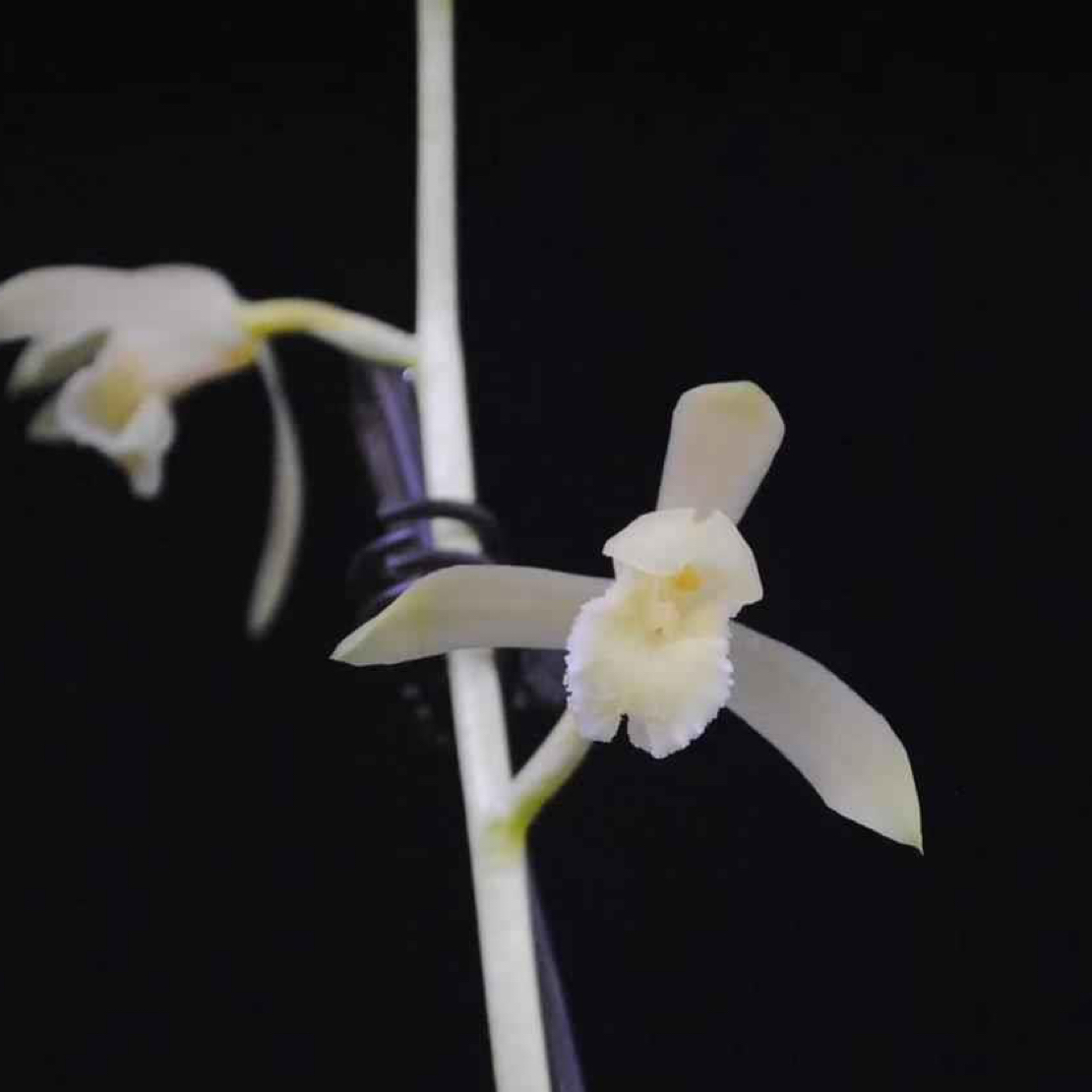 蕙兰老种铭品【白玉素】正品兰花浓香型花卉绿植