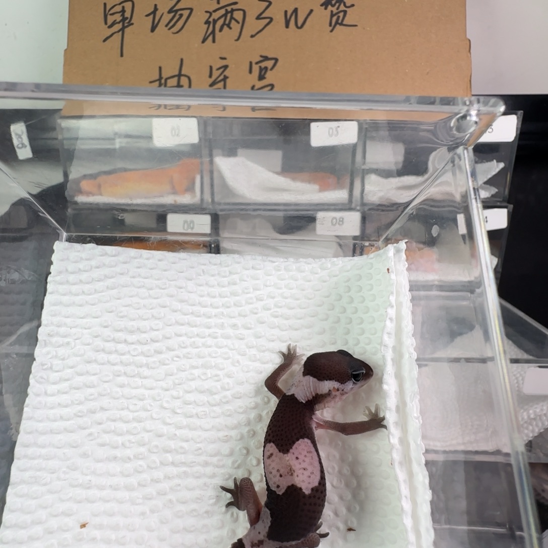 豹纹守宫奥利奥瘾幽无弟弟