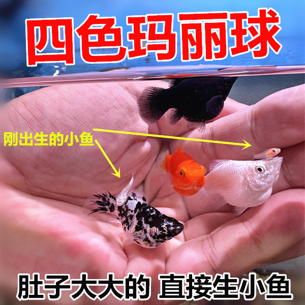 玛丽球鱼 皮球鱼 胎生鱼 直接生小鱼 凤尾鱼 大肚子鱼妈妈 热带鱼