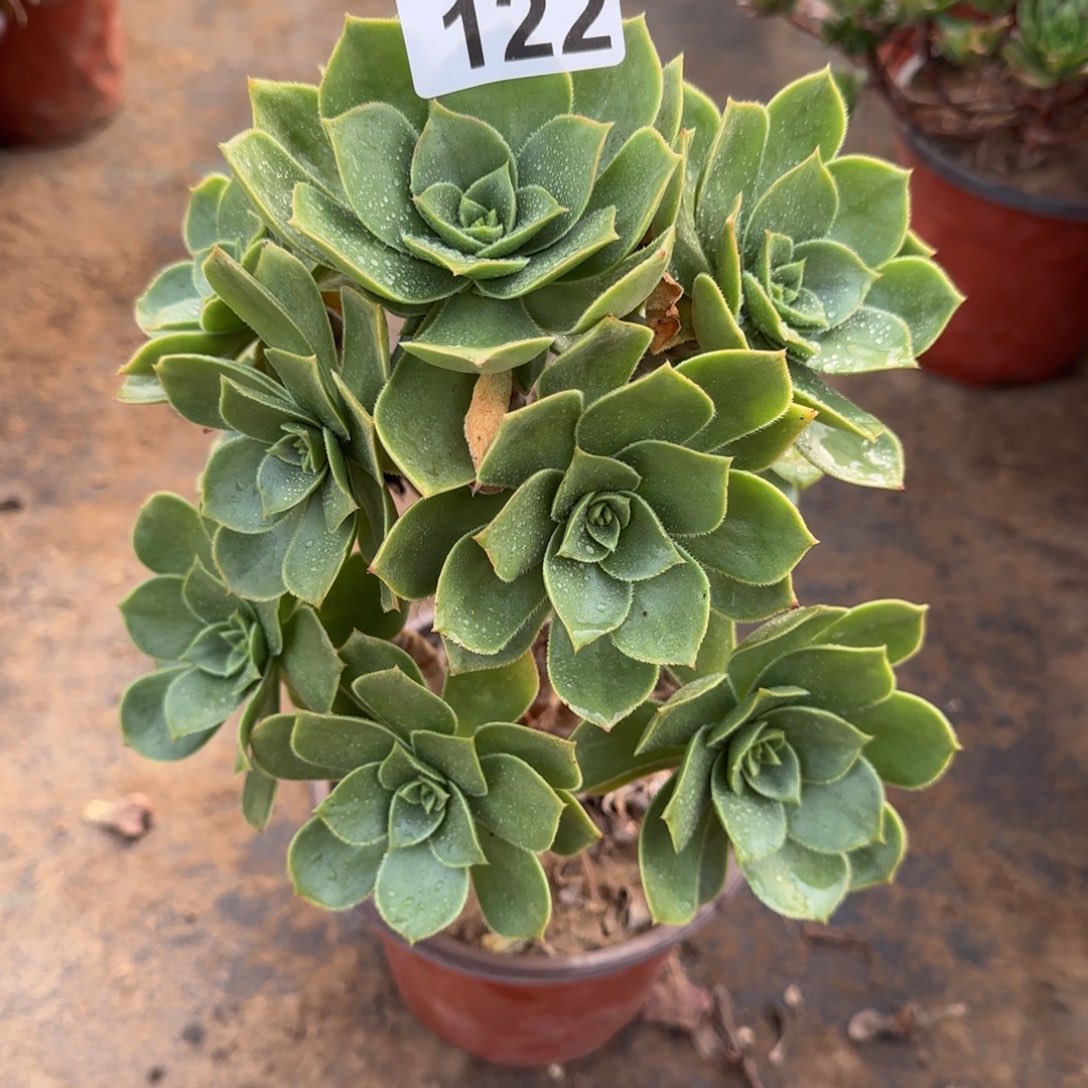 香腹多肉122满28包邮断枝不包