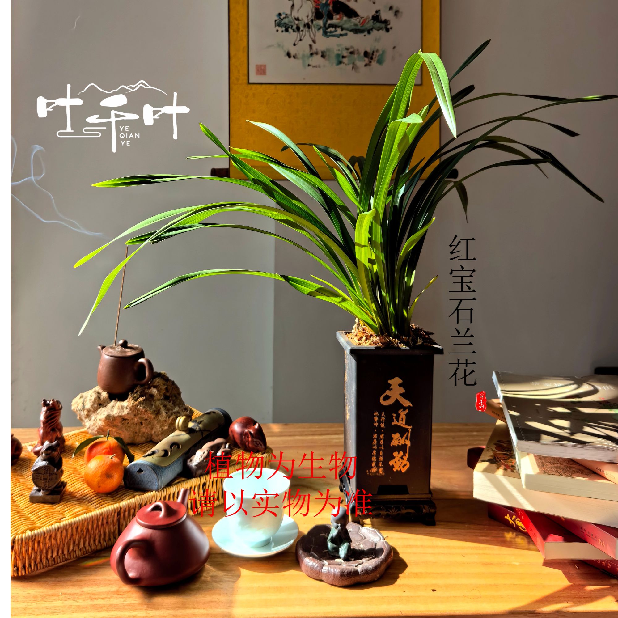 【基地直发红宝石6-8株不带花剑】 兰花四方盘四季常青顺丰包邮