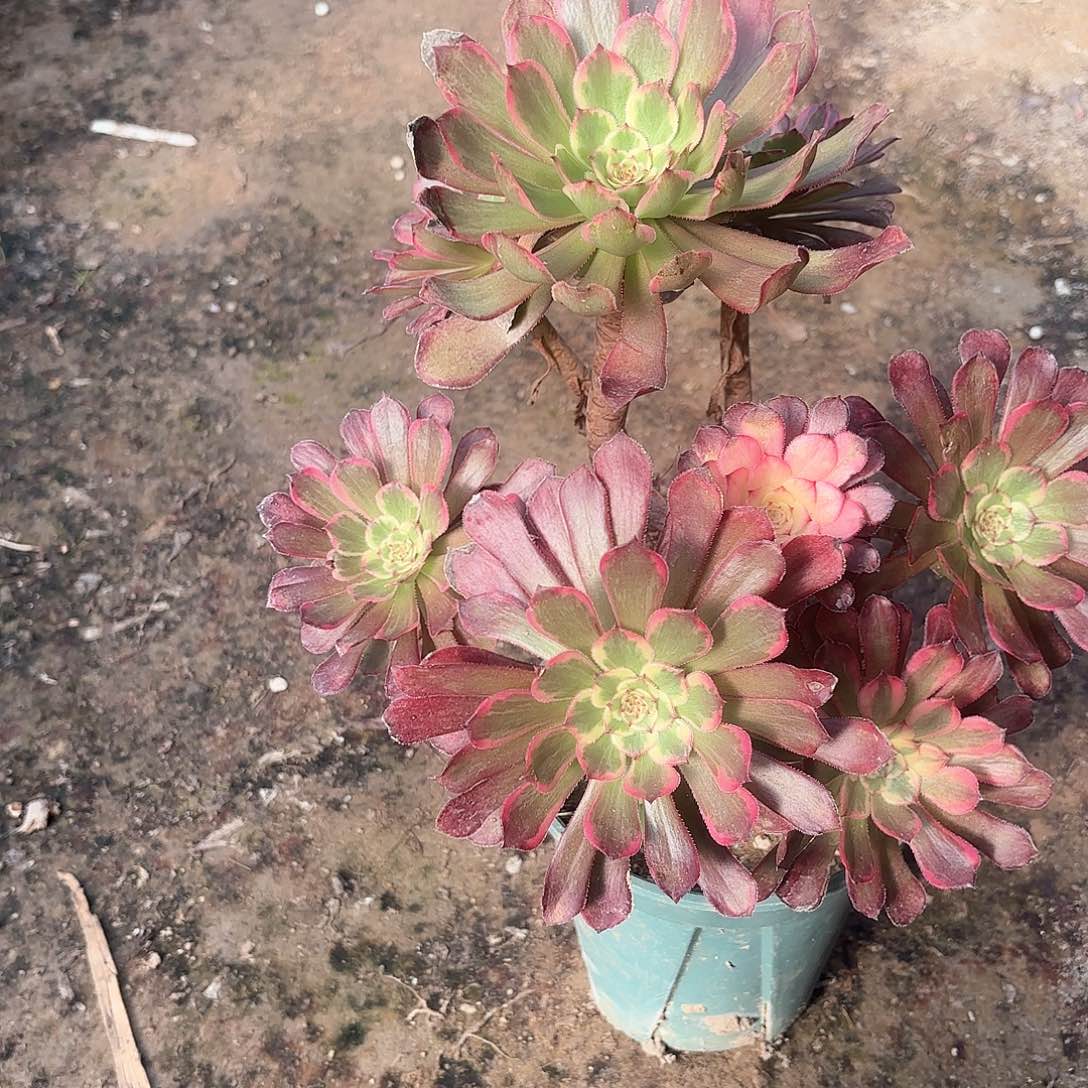 红陶哈哈哈哈哈哈哈