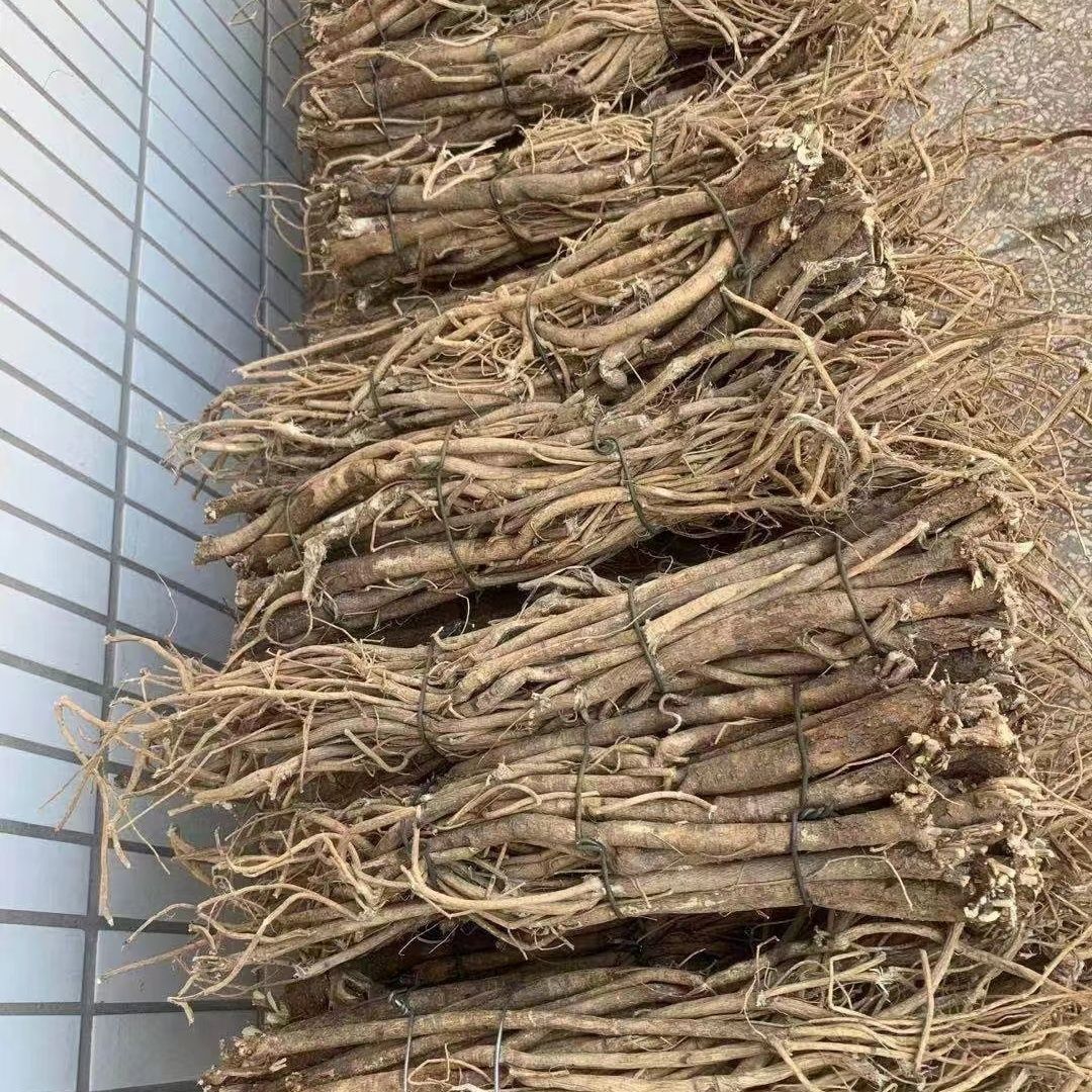 固阳黄芪正北芪整根晒干泡酒煲汤泡水滋补无硫新鲜整条毛货现挖