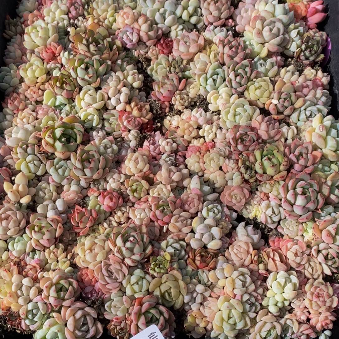 元*621多肉植物保护研究所