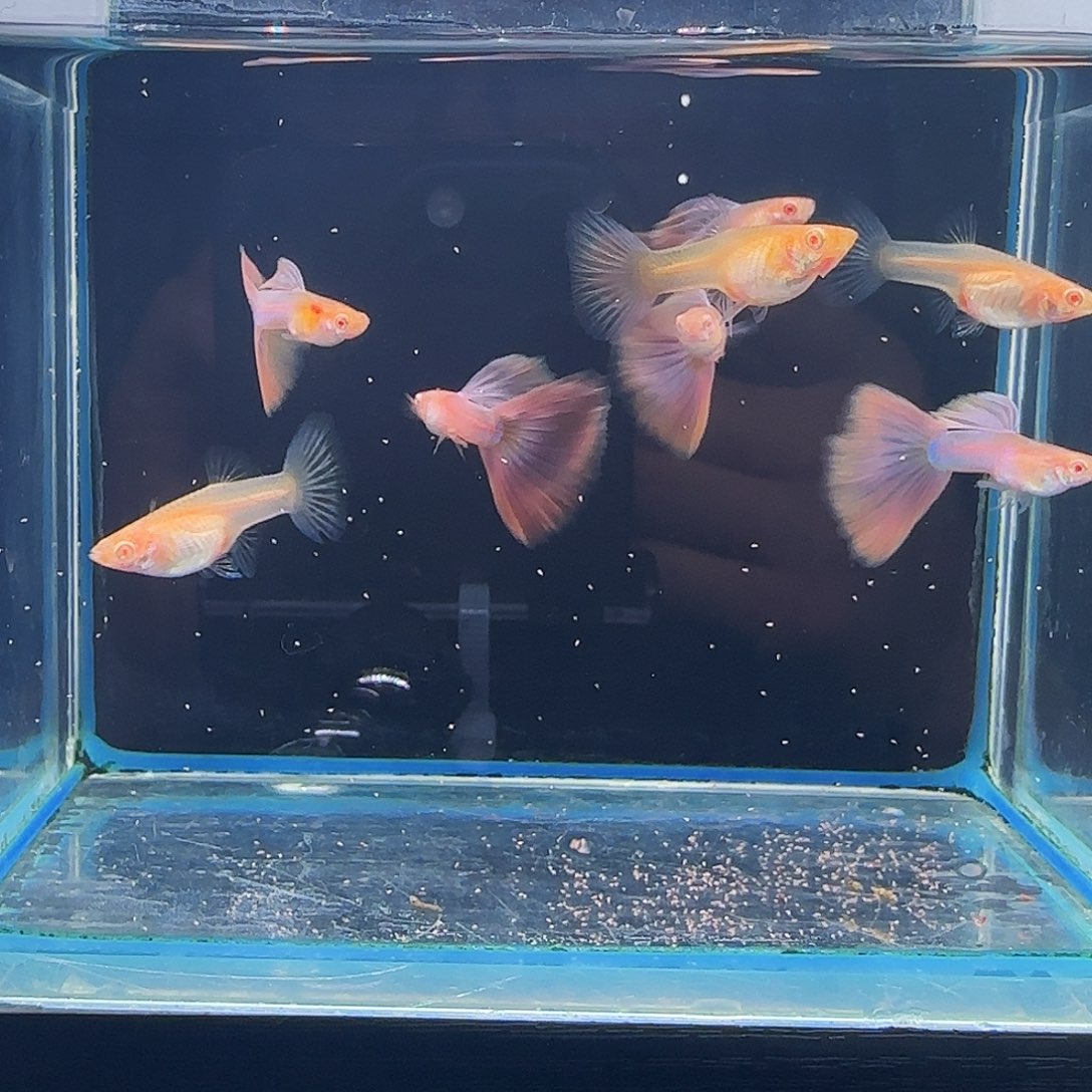 孔雀鱼天使彩虹种鱼级5公3母