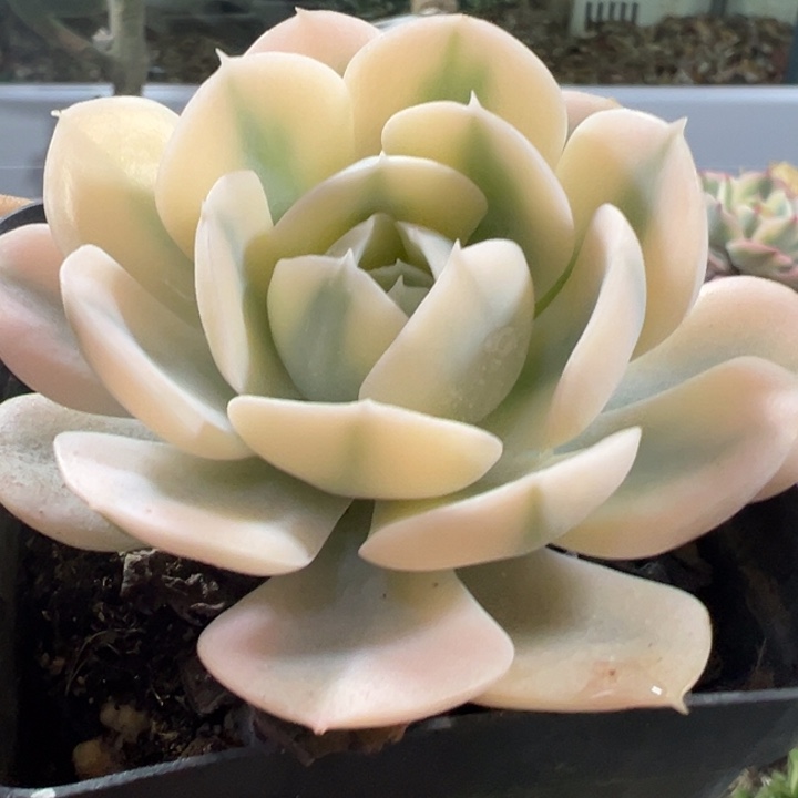 锦多肉植物多肉量拍