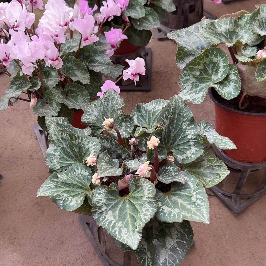 无花朵玉蝶仙客来