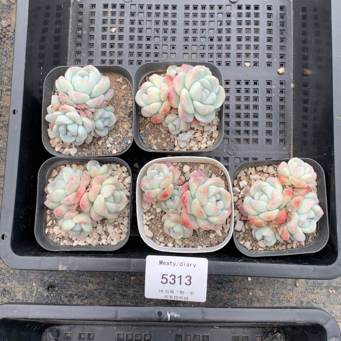 特5313冰玉4头5到6厘米5颗一组脱土发