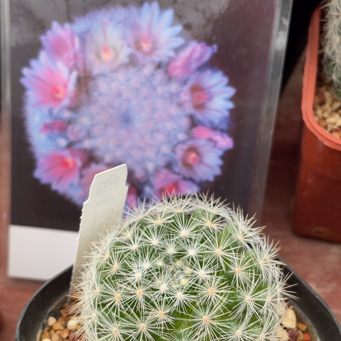 鹿角柱实生仙人球满月