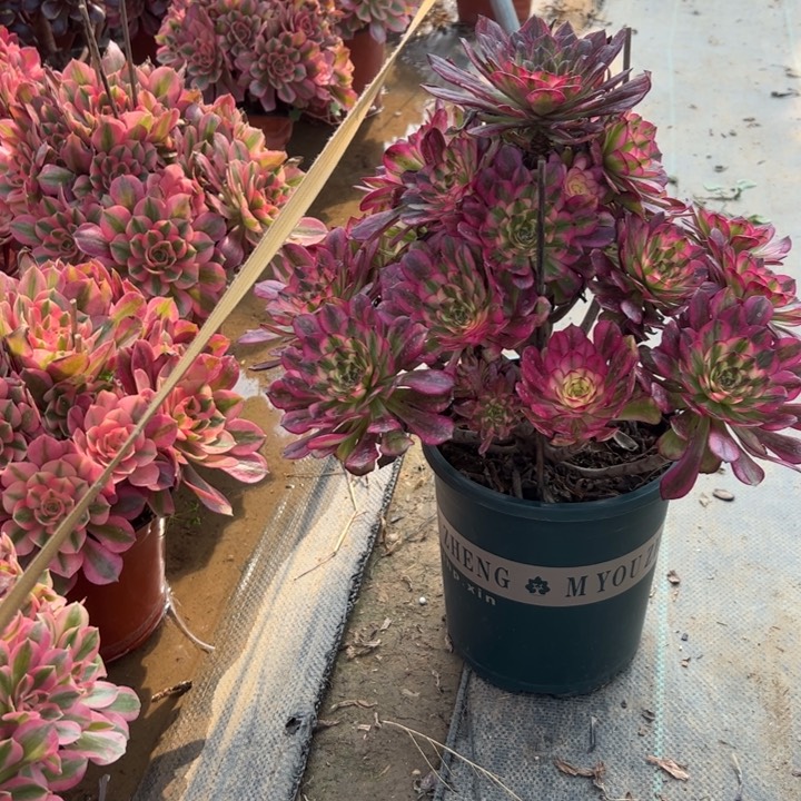 4舞多肉多肉多肉多肉