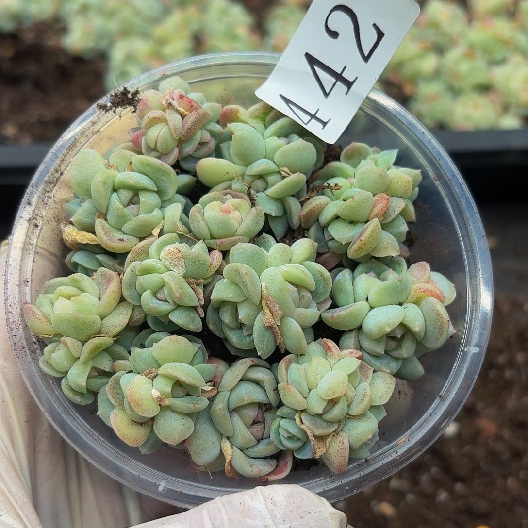 多肉植物多肉植物442