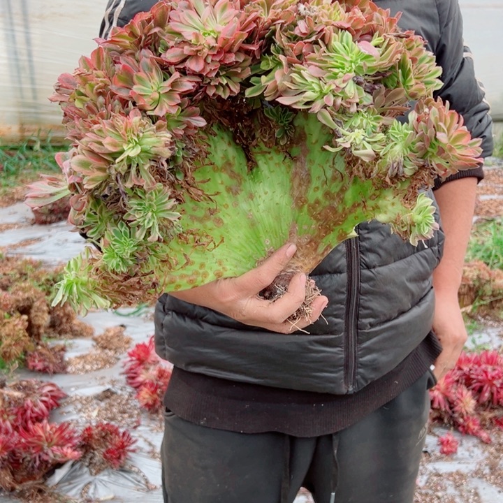 红袖醉话48号多肉法师