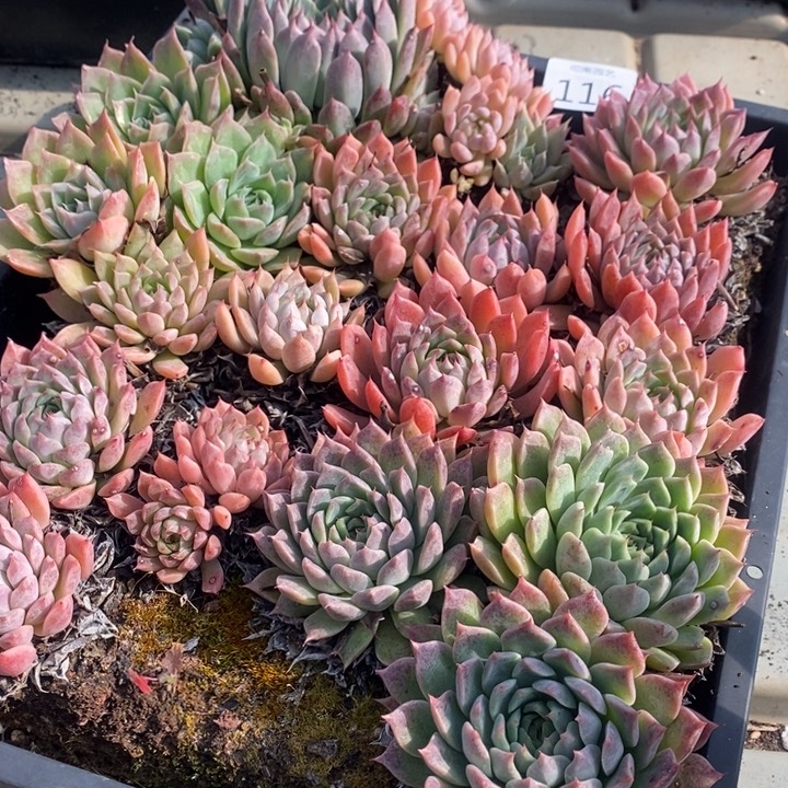 116 多肉植物盆栽花卉