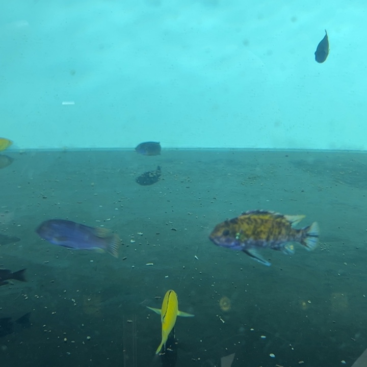 海水鱼三湖慈鲷，热带淡水鱼