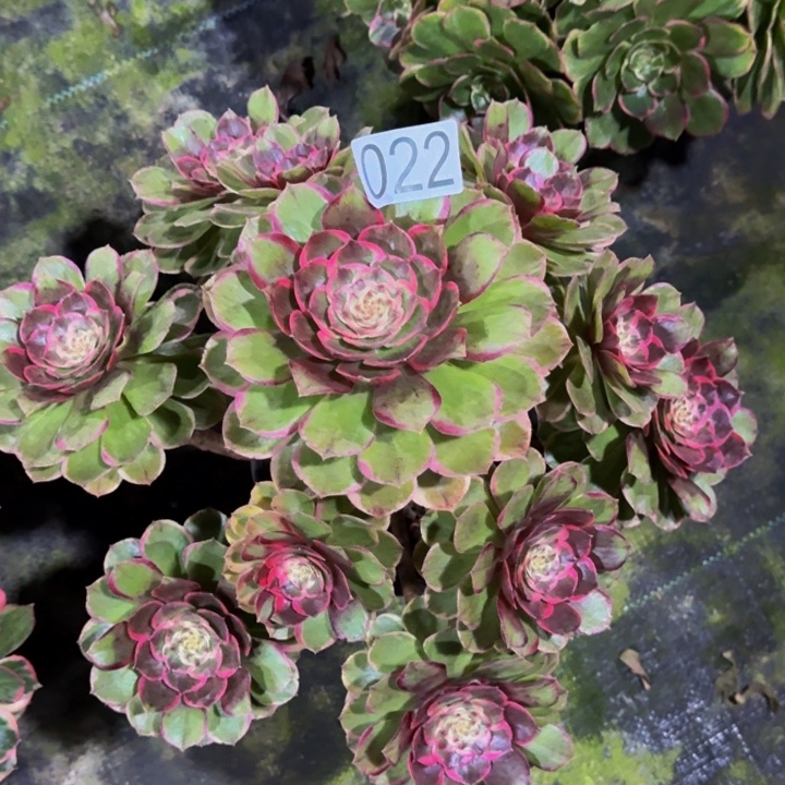 000000022粉花妖福利价