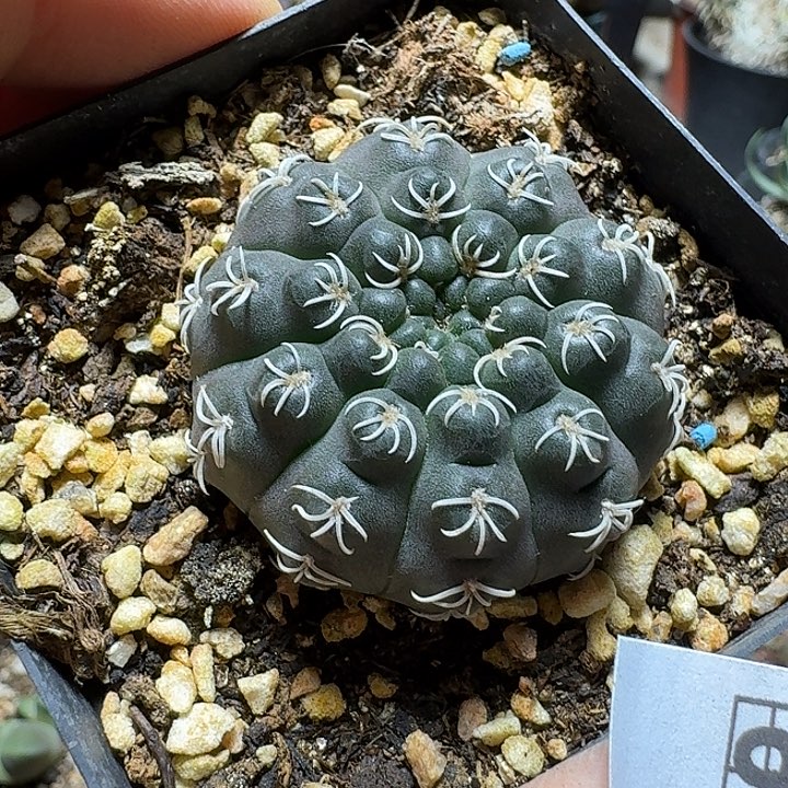 925白刺瑞昌玉脱土发货一个随机