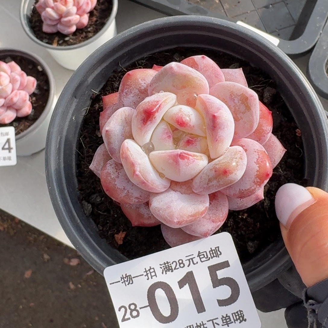 棒***）石榴籽无盆土发发货