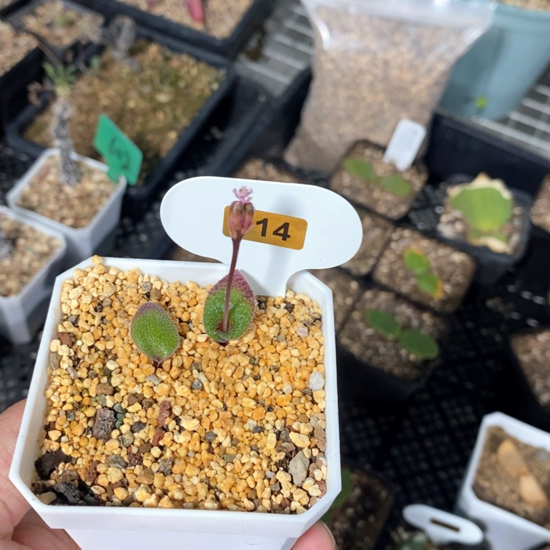 毛叶立金花多肉植物