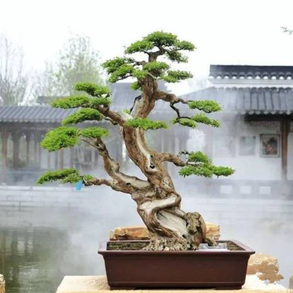 黄荆盆景素材一物一拍直播间专拍