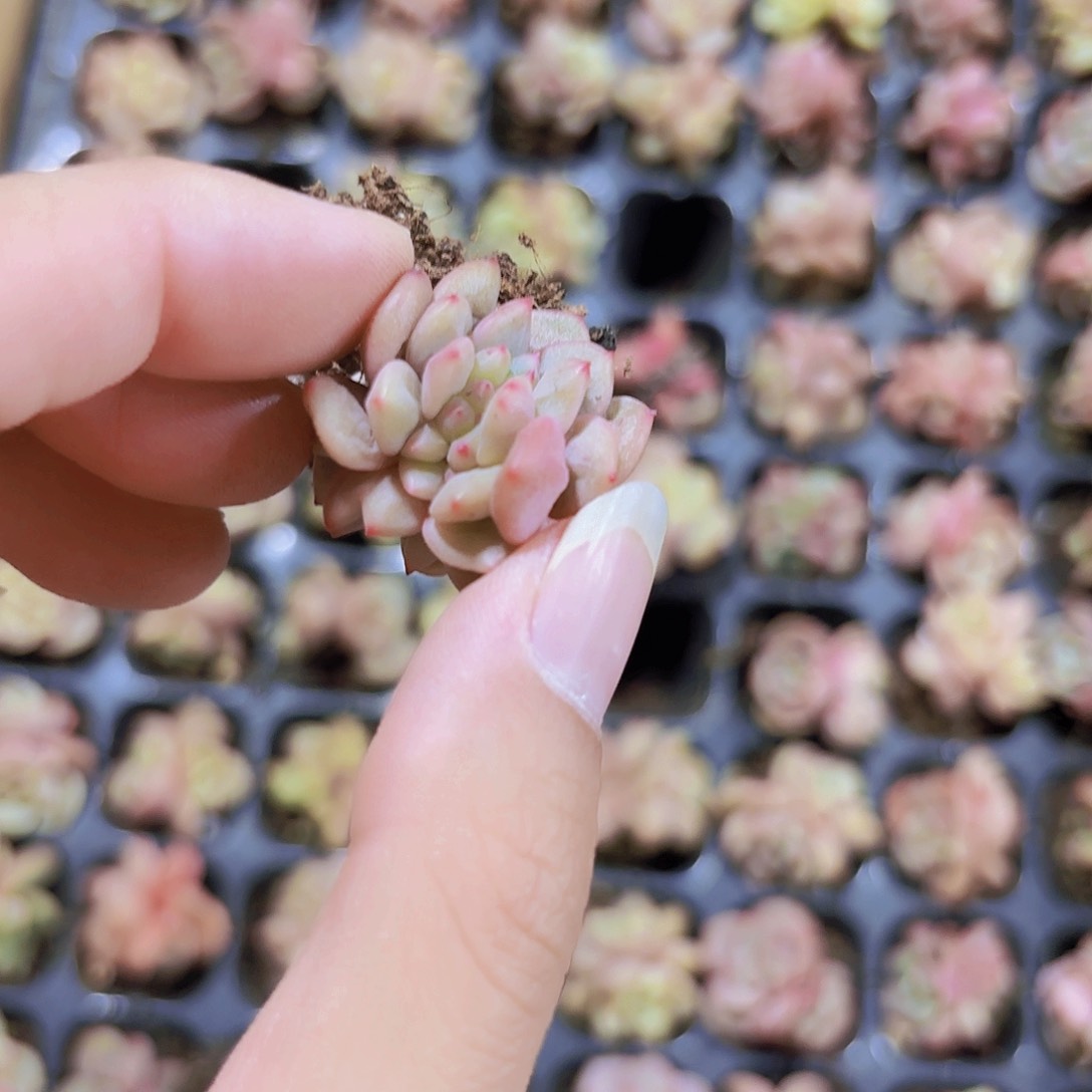 小穴苗凌雪缀3米2颗