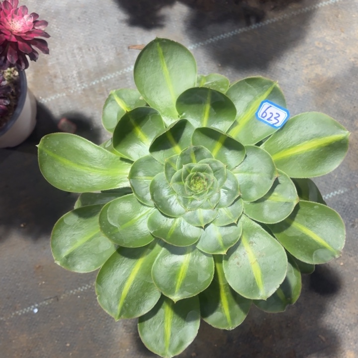 君美丽粗腿老桩623