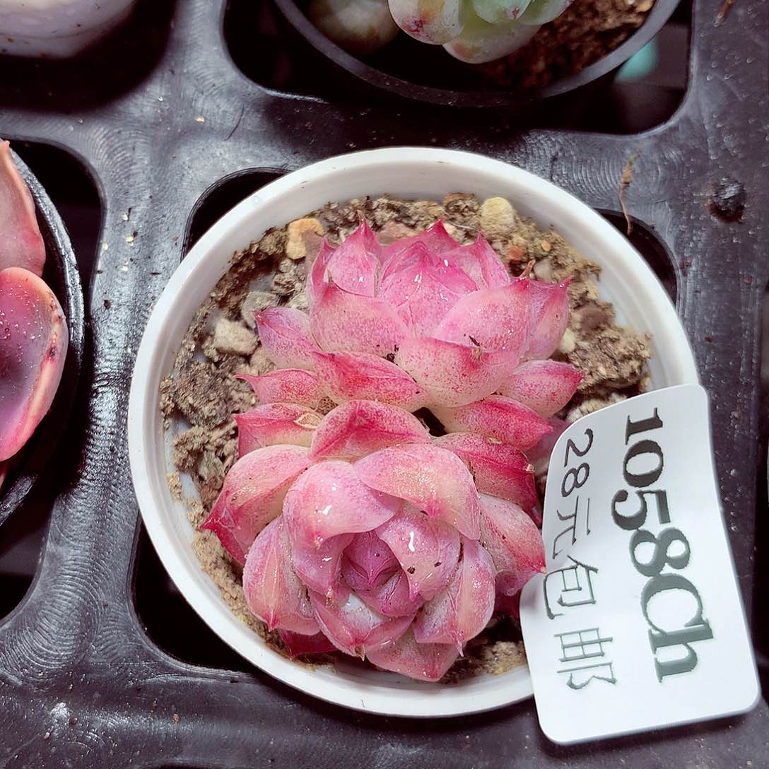 5厘米盆精控多肉1058