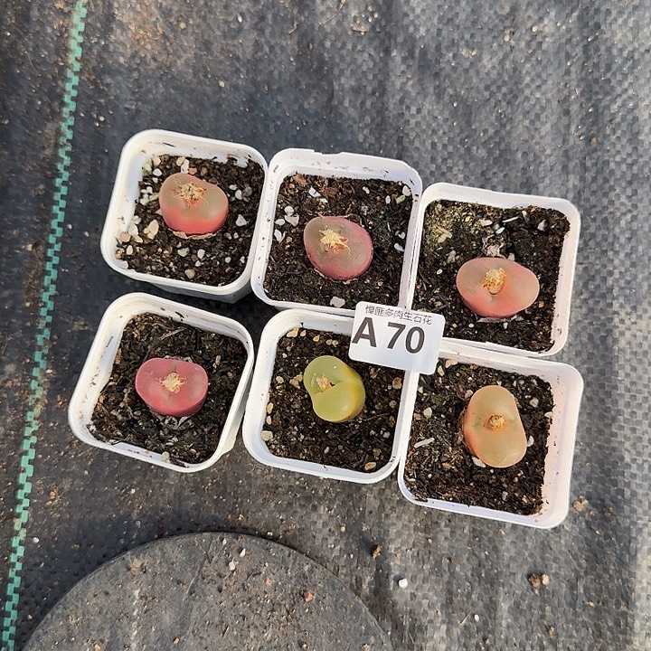 70多肉植物多肉植物