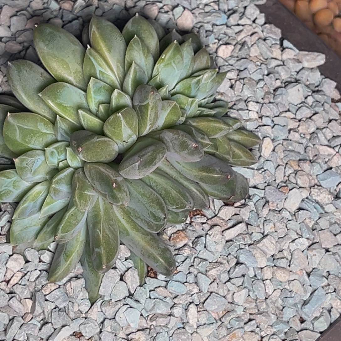 1503号晚上多肉植物群生多肉植物