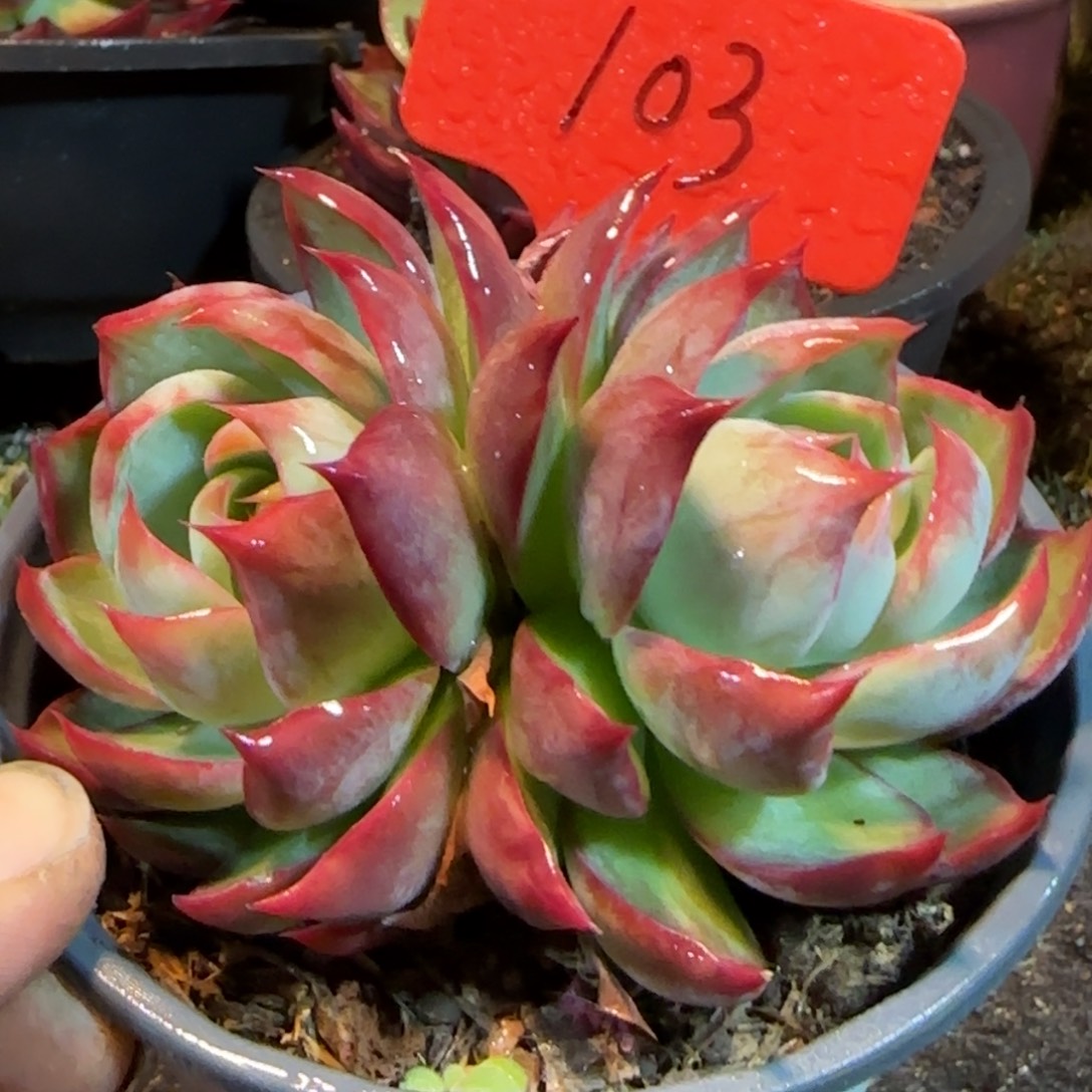 惊鸿一物一拍包装收缩花旱103